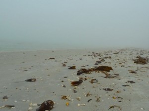 foggy beach foggy beach