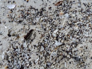 wentletrap in sand