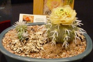 Blue Ribbon best seashell flower hobbyist Blue Ribbon best flower arrangement hobbyist