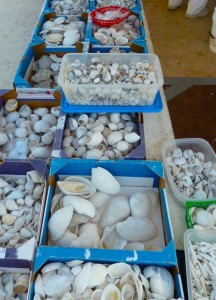 Categories of seashells Categories of seashells