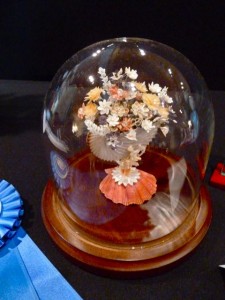 Brandy Llewelyn shell fair winner Brandy Llewelyn shell fair winner