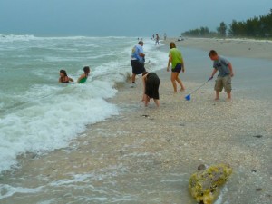 Captiva Seashell frenzy