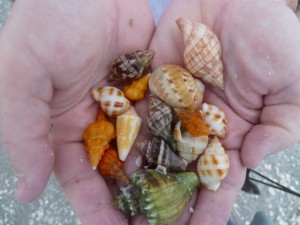 Captiva seashells
