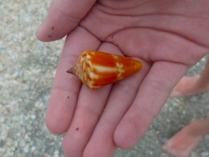 Carrot color cone shell