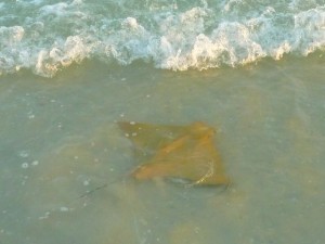 Cownose ray in surf Cownose ray in surf