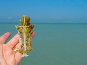 Crucifix shell Sanibel beach