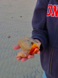 Diana's seashells