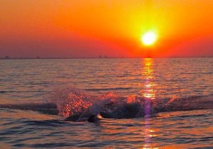 Dolphin splash in Sanibel sunset Dolphin splash in Sanibel sunset