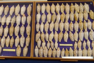 Junonia shell collection Junonia shell collection