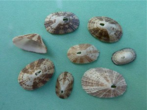 Keyhole Limpet Keyhole Limpet