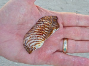 Large Turkey Wing