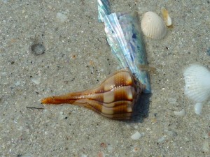 Lightning whelk Sanibel lighthouse