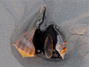 Lightning whelk eating conch