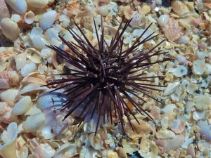 Long spined sea urchin