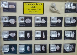 Mini Fossil shell display Mini Fossil shell display