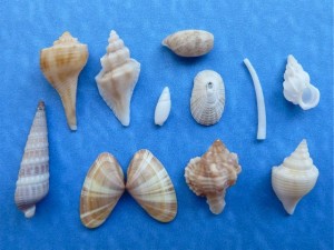 Miniature seashells Miniature seashells