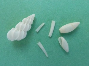 Miniature seashells Miniature seashells