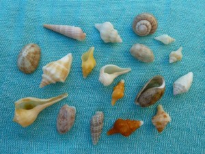 Miniature seashells aqua Miniature seashells aqua