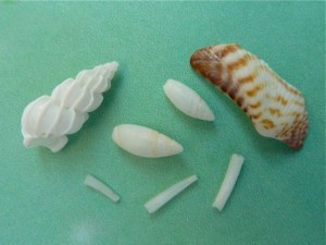 Miniatures with turkey wing Miniature shells with turkey wing