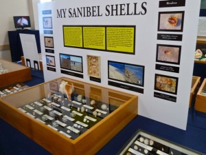 Posters of Seashells Posters of Seashells
