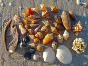 Our seashells