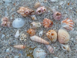 Sanibel lighthouse miniature shells Sanibel lighthouse miniature shells