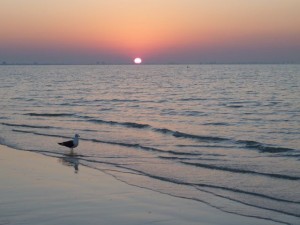 Sanibel sunrise with gull