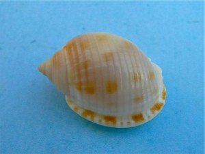 Scotch Bonnet Clark