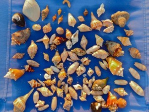 Seashells by Smitty