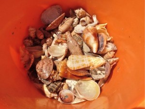 Shanti's seashells