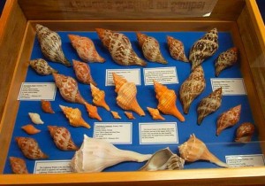 Shell Collection by Ethel Sinow Shell Collection by Ethel Sinow