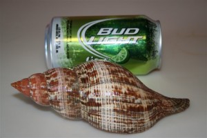 Shells Beer