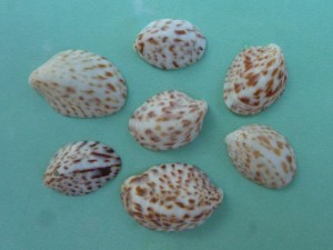 Spotted Slipper Shell Idenify Spotted Slipper Shell Idenify