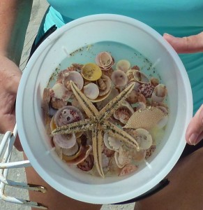 Starfish bucket