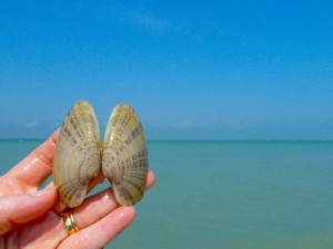 Sunray venus clam Sanibel lighthouse