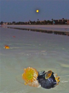Super moon shelling