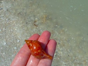 True Tulip seashell lighthouse