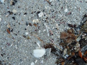 Tusk shell in sand Tusk shell in sand