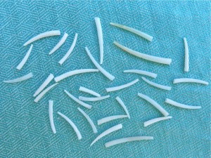 Tusk shells aqua Tusk shells aqua