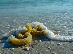 Whelk egg chain
