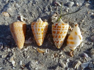 alphabet cone nutmeg Don