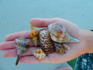 beachcombing shells