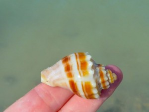crown conch sanibel beach