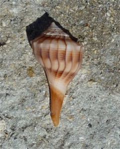 Lightning whelk female