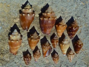 fighting conchs and juveniles