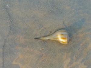 Live Pear Whelk