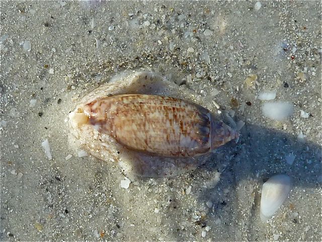 Live olive shell lettered olive shell. Live olive shell