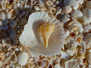 pear whelk in scallop