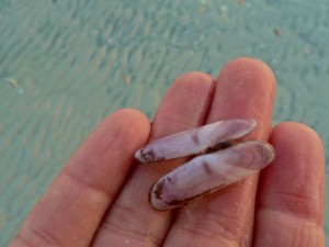 purplish tagelus seashell Eileen