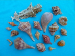 seashells from sanibel